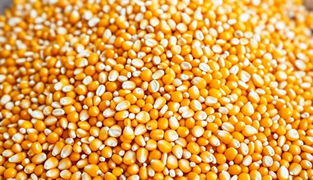 玉米种植管理数字化转型趋势与实践路径